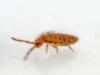 Entomobrya multifasciata